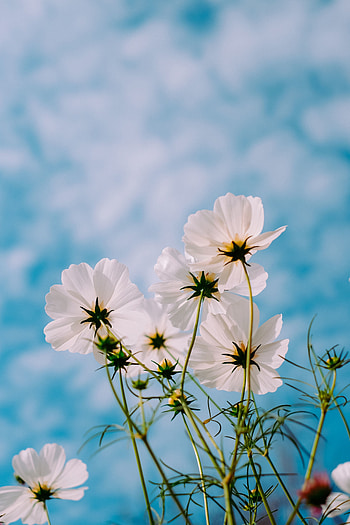 White cosmos, bloom, plants, flowers HD phone wallpaper