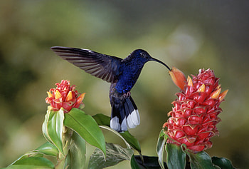 Flowres and birds, flight, wings, hummingbird HD wallpaper