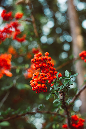 Nature, Leaves, Macro, Branches, Berry, Rowan HD phone wallpaper