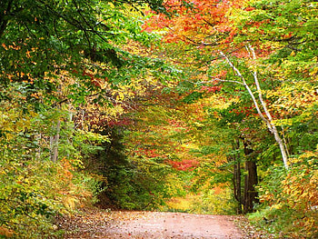 Clay Road of Colors, trees, autumn, colors, clay HD wallpaper