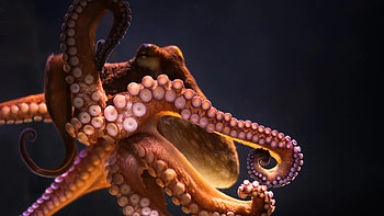 Underwater beauty, Intelligent cephalopod, Majestic octopus, Sea creature HD wallpaper