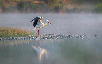 Stork by Water, animal, bird, water, stork HD wallpaper