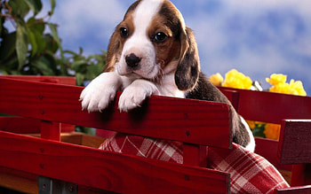 Dog, other, flowers, animals HD wallpaper
