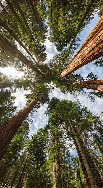 Redwood tree, Majestic giants, Towering heights, Natural beauty HD phone wallpaper