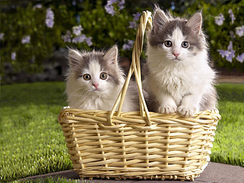 Animals, Flowers, Grass, Couple, Pair, Basket, Three, Kittens HD wallpaper