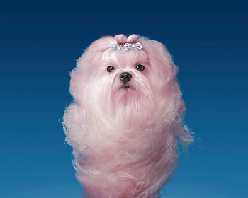 Fluffy puppy, blue, dog, sweet, animal, puppy, pink, cotton candy, funny, sky, caine HD wallpaper