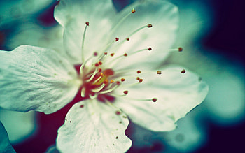 Flowers, Petals, Close-Up, Color, Stamens HD wallpaper