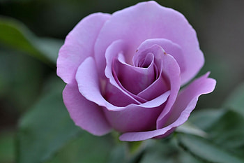 Mauve rose, flowers, roses HD wallpaper