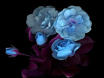 For Tedisoo ( Tam), blue, purple, tint, black background, light, flowers HD wallpaper