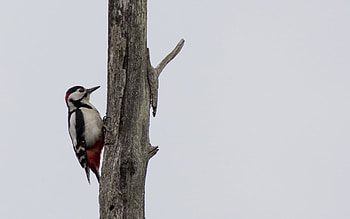 Woodpecker illustration , Artistic bird, Visual masterpiece, Nature's creation HD wallpaper