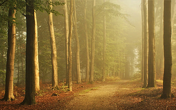 Forest Path, mist, Netherlands, forest, path HD wallpaper