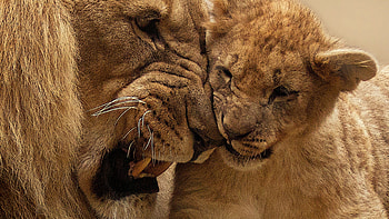Lion Mother Cub, animals, mother, lion, cub HD wallpaper