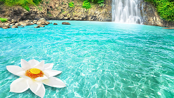 Waterfall Flowers HD wallpaper