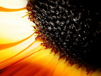 Closeup Looks Of Sunflower, close, sunflower HD wallpaper