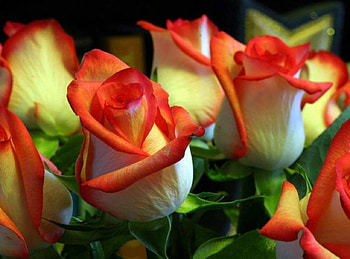 Beauties, roses, petals, nature, flowers, two colors, macro HD wallpaper