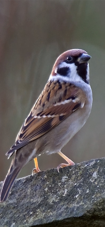 House sparrow, , , Bird lover's delight HD phone wallpaper