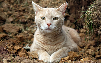 Animals, Cat, Muzzle, Sight, Opinion HD wallpaper
