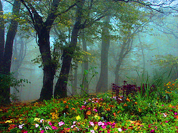 Flowers in the forest, mist, floral, nature, flowers, foredt HD wallpaper