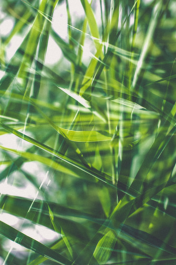 Grass, Macro, Blur, Smooth HD phone wallpaper