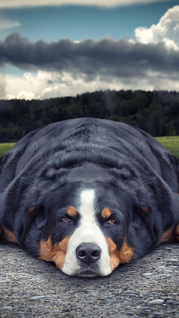 Sennenhund Relaxing, Animal HD phone wallpaper