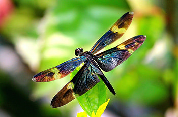 Dragonfly, Majestic insect, Aerial acrobats, Nature's helicopter HD wallpaper