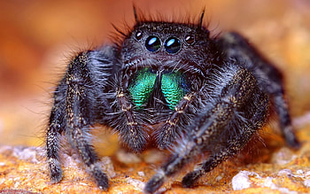 Macro, Eyes, Paws, Spider, Awesome HD wallpaper