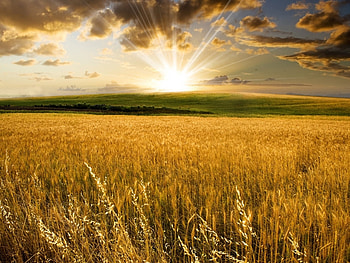 Landscape, Fields HD wallpaper