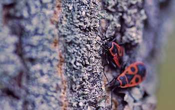 Macro, Wood, Tree, Surface, Insect, Moss, Crawl, Bark HD wallpaper
