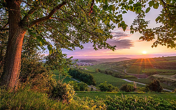 Sunset in Germany, valley, sunbeams, Germany, sunset, tree, vineyards HD wallpaper