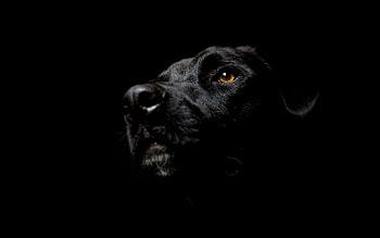 Dark, Dog, Dark Background HD wallpaper
