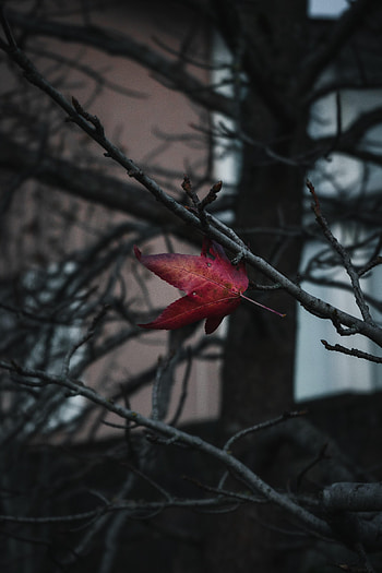 Macro, Wood, Tree, Branches, Leaflet HD phone wallpaper