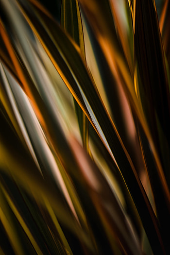 Grass, Macro, Lines, Stripes, Streaks HD phone wallpaper