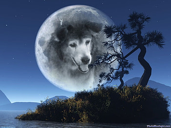 Guardian Angel, blue, dog, guardian, moon, angel HD wallpaper