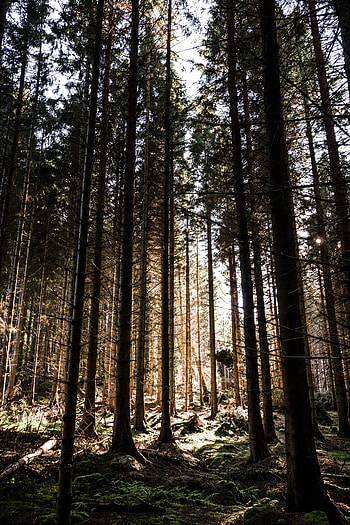 Nature, Trees, Pine, Forest, Ray HD phone wallpaper