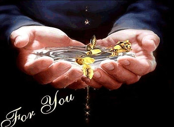 For You, gold rose, dripping water, hands, person HD wallpaper