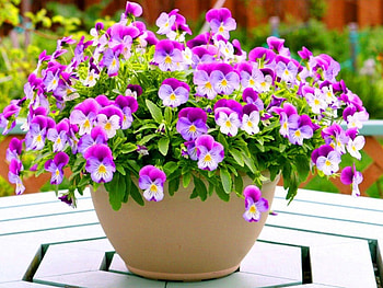 Pansy perfect for Roxane, pansies, basket, table, white, fuschia, flowers HD wallpaper