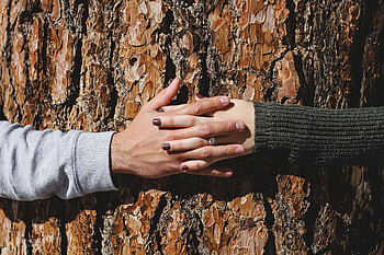 Love, Wood, Couple, Pair, Tree, Hands HD wallpaper