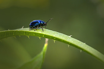 Azure Jewel: Blue Beetle, Animal, beetle HD wallpaper