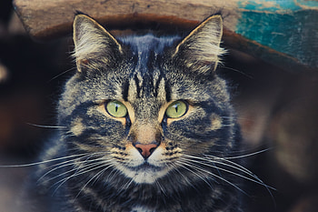 Animals, Cat, Muzzle, Eyes, Striped, Sight, Opinion HD wallpaper