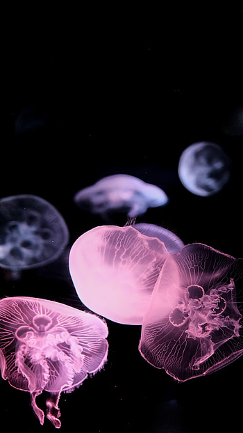 Animals, Jellyfish, Underwater World, Tentacle HD phone wallpaper