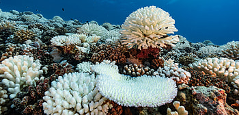 Coral survival rumors, Exaggerated hakai magazine HD wallpaper