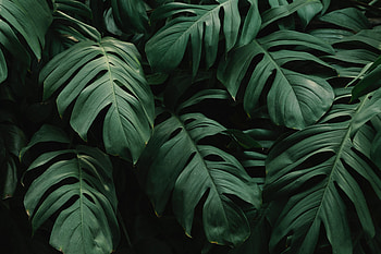 Nature, Leaves, Plant, Dark, Vegetation HD wallpaper