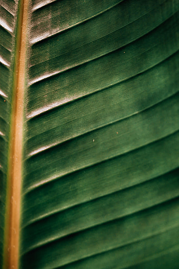 Macro, Surface, Leaflet, Veins HD phone wallpaper