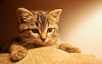 Animals, Cats HD wallpaper