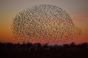 A murmuration of starlings, Scotland, Murmuration, Starlings, Gretna, Birds HD wallpaper