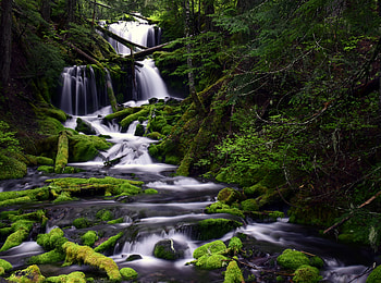 Nature, Water, Trees, Waterfall, Flow, Moss, Stream HD wallpaper