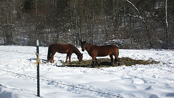 Horses In Winter, alleghany, horses, virginia, snow, alleghany county HD wallpaper