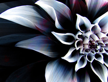 Enigmatic Flower, large flower, white, red HD wallpaper