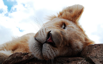 Animals, Muzzle, Lion, Sleep, Dream, Nose, Lion Cub HD wallpaper