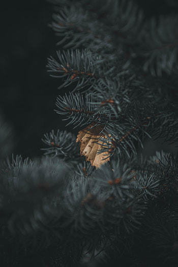 Nature, Autumn, Needle, Sheet, Leaf, Branch, Spruce, Fir HD phone wallpaper